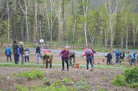 Еще 800 деревьев и 40 кустов высадили сегодня у лыжероллерной трассы в Южно-Сахалинске, Фото: 5