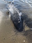 Детеныша дельфина выбросило на берег моря в Холмском районе, Фото: 4
