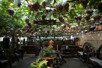 виноград в префектуре Яманащи., Фото: 17