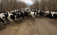 Переход молочного скота в зимние стойла завершился на Сахалине, Фото: 17