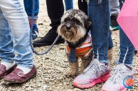 В рамках выставки беспородных собак в Южно-Сахалинске 8 питомцев обрели хозяев, Фото: 18