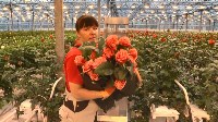 В совхозе «Тепличный» срезают первые в сезоне сахалинские розы, Фото: 6