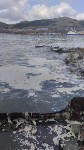 Берега бухты Малокурильской после шторма покрылись рыбьим жиром и мусором, Фото: 6