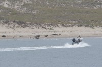 Сахалинцев просят помочь найти людей, издевавшихся над тюленями, Фото: 5