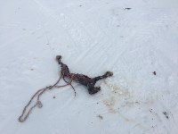 Трех лисиц жестоко убили отдыхающие в Охинском районе, Фото: 2