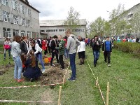 сирень, Фото: 11