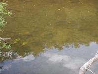 Горбушевая путина оставила пустыми реки юго-запада Сахалина, Фото: 4