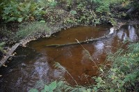 Дефицит кеты отмечен в реках Тунайчи, Фото: 9
