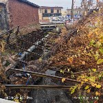 Очевидцы: упавшее дерево грозит заблокировать Язычницу в Холмске и затопить дома: Фото 1 Очевидцы: упавшее дерево грозит заблокировать Язычницу в Холмске и затопить дома, Фото: 1