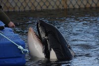 У косаток в «китовой тюрьме» эксперты заметили странные кожные изменения, Фото: 8