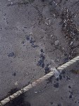 В Анивском районе снова обнаружили пятна мазута, Фото: 4