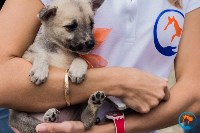 В рамках выставки беспородных собак в Южно-Сахалинске 8 питомцев обрели хозяев, Фото: 91