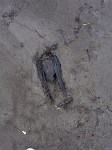 Берег в Песчанском очислили от мазута, Фото: 1
