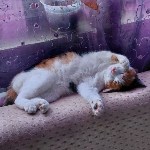 На конкурс astv.ru прислали больше ста фото теплолюбивых сахалинских котиков, и они потрясающие, Фото: 22