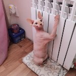 На конкурс astv.ru прислали больше ста фото теплолюбивых сахалинских котиков, и они потрясающие, Фото: 83