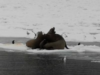 Сивучи в дождь катаются на льдине у берегов Шикотана, Фото: 1