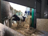 На Сахалин привезли больше 200 коров для нового молочного производства , Фото: 1