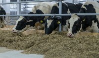 Де сотни коров из Амстердама доставили в Корсаковский район, Фото: 5