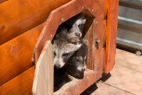 Посетителям Сахалинского зоопарка показали зверят, родившихся в 2017 году, Фото: 11