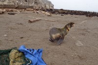 Спасение тюленей, Фото: 6