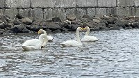 Две пары лебедей встречают туристов на набережной в Невельске, Фото: 2
