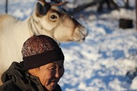 Якутские олени обживаются на севере Сахалина: фоторепортаж из Ногликского района, Фото: 92