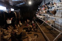 Сахалинские фермерские хозяйства обеспечат кормами для скота, Фото: 3