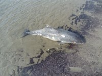 Детеныша дельфина выбросило на берег моря в Холмском районе, Фото: 5