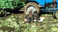 Четырнадцать китайцев незаконно занимались овощеводством на Сахалине, Фото: 1