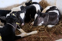 Сахалинские фермерские хозяйства обеспечат кормами для скота, Фото: 2