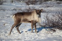 Якутские олени обживаются на севере Сахалина: фоторепортаж из Ногликского района, Фото: 113