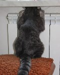 На конкурс astv.ru прислали больше ста фото теплолюбивых сахалинских котиков, и они потрясающие, Фото: 92