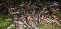 Сахалинские пограничники изъяли у браконьеров почти шесть тонн рыбы, Фото: 8
