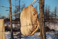 Якутские олени обживаются на севере Сахалина: фоторепортаж из Ногликского района, Фото: 36
