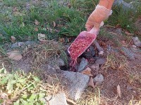 На ярмарке, набережной, в скверах и парке Корсакова уничтожают крыс, Фото: 2