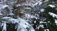 Снег на Сахалине, Фото: 15