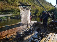 Рыбзавод в Холмском районе оплодотворит 15 миллионов икринок кеты, Фото: 7