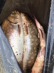 Факты незаконного вылова ценных пород рыбы зафиксировали в Охинском районе, Фото: 14