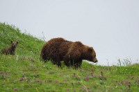 Медведица с малышами на Парамушире, Фото: 1