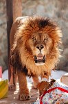 Курицу, говядину, свинку, ослика и мяч подарили африканскому льву в Южно-Сахалинске, Фото: 7