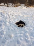 Шкуры убитых собак нашли в лесу у «Олимпии-Парк», Фото: 1