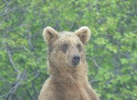 Молодой медведь пришёл на полигон в Северо-Курильске, Фото: 5