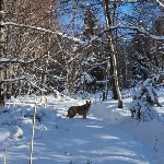 Собака Юля показала туристам на Сахалине редкий зимний маршрут, Фото: 1