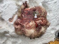 Убийство собаки в Холмске, Фото: 7