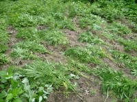 В сопках в Анивском районе обнаружены около 500 кустов конопли, Фото: 3