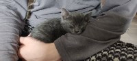 Сахалинский военнослужащий спас беременную кошку и передал её волонтёрам, Фото: 2