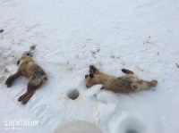 Трех лисиц жестоко убили отдыхающие в Охинском районе, Фото: 1