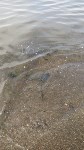 Десятки мертвых птиц в мазуте обнаружили на побережье в Холмском районе, Фото: 1