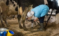 Переход молочного скота в зимние стойла завершился на Сахалине, Фото: 4