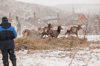 Около сотни благородных оленей доставили на Сахалин, Фото: 23